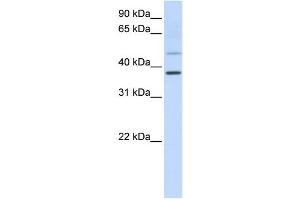 Western Blotting (WB) image for anti-POU Class 6 Homeobox 1 (POU6F1) antibody (ABIN2459125) (POU6F1 抗体)