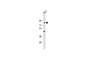 Anti-C21orf29 Antibody (Center) at 1:1000 dilution + 293 whole cell lysate Lysates/proteins at 20 μg per lane. (TSPEAR 抗体  (AA 293-320))