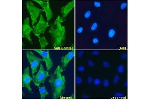 Immunofluorescence (IF) image for anti-Glyceraldehyde-3-Phosphate Dehydrogenase (GAPDH) (Internal Region) antibody (ABIN185543)