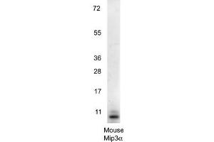 Western blot using  anti-Mouse MIP3a antibody shows detection of a band ~11 kDa in size corresponding to recombinant mouse MIP3a. (CCL20 抗体)