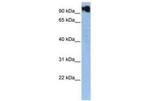 Image no. 1 for anti-Zinc Finger Protein, Y-Linked (ZFY) (N-Term) antibody (ABIN6740538) (ZFY 抗体  (N-Term))