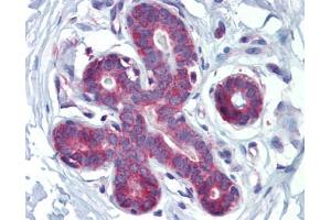 Anti-HOXA5 antibody IHC staining of human breast. (HOXA5 抗体  (C-Term))