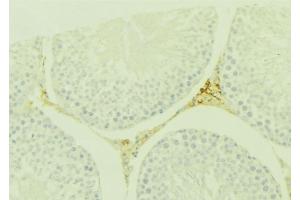 ABIN6277581 at 1/100 staining Mouse testis tissue by IHC-P.