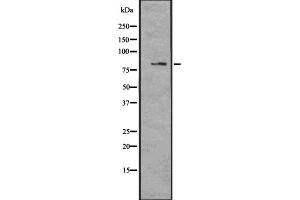 Western blot analysis of MAGD4 expression in U373 cell lysate;,The lane on the left is treated with the antigen-specific peptide. (MAGED4B 抗体  (Internal Region))