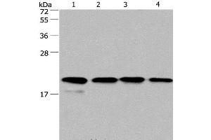 Western Blot analysis of PC3 and 293T cell, Human liver cancer tissue and hela cell using Cyclophilin F Polyclonal Antibody at dilution of 1:500 (PPIF 抗体)