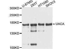 Western blot analysis of extracts of various cell lines, using UACA antibody (ABIN5996399) at 1/1000 dilution. (UACA 抗体)