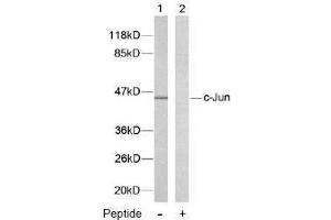 Image no. 2 for anti-Jun Proto-Oncogene (JUN) (Thr239) antibody (ABIN197134) (C-JUN 抗体  (Thr239))