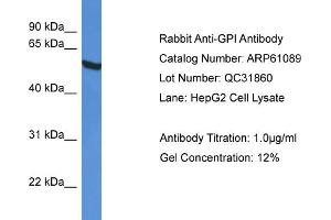 Western Blotting (WB) image for anti-Glucose-6-Phosphate Isomerase (GPI) (C-Term) antibody (ABIN2788669) (GPI 抗体  (C-Term))