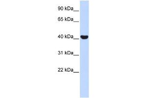 WB Suggested Anti-NR2E1 Antibody Titration:  1 ug/ml  Positive Control:  Fetal Muscle cell lysate