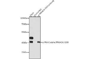 Immunoprecipitation analysis of 200 μg extracts of HeLa cells, using 3 μg Phospho-PKA C-alpha (PRKACA)-S339 pAb . (PRKACA 抗体  (pSer339))