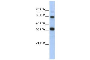 WB Suggested Anti-NRF1  Antibody Titration: 0. (NRF1 抗体  (N-Term))