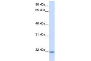 Image no. 1 for anti-CCHC-Type Zinc Finger, Nucleic Acid Binding Protein (CNBP) (N-Term) antibody (ABIN6740400)