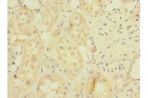 Immunohistochemistry of paraffin-embedded human kidney tissue using ABIN7142304 at dilution of 1:100