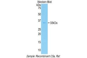 Western Blotting (WB) image for anti-Complement Component 5a (C5a) (AA 12-64) antibody (ABIN1858197) (C5A 抗体  (AA 12-64))
