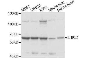 Western blot analysis of extracts of various cell lines, using IL1RL2 antibody. (IL1RL2 抗体  (AA 1-116))
