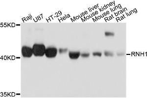 Western blot analysis of extracts of various cell lines, using RNH1 antibody. (RNH1 抗体)