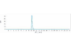 anti-P-Cadherin (CDH3) antibody