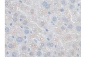 IHC-P analysis of Mouse Liver Tissue, with DAB staining. (GFER 抗体  (AA 13-198))