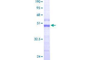 TOMM22 Protein (AA 1-142) (GST tag)