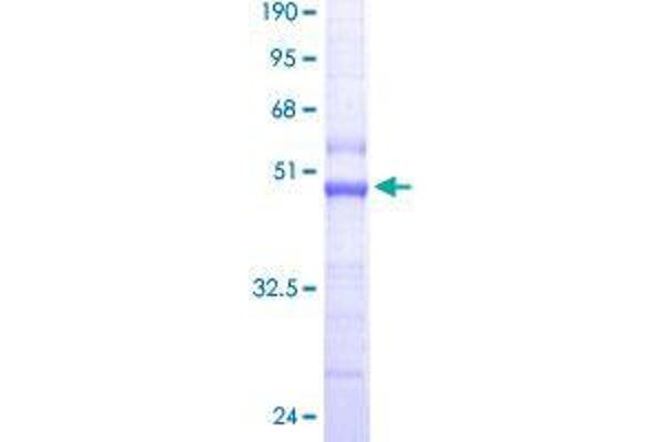 TOMM22 Protein (AA 1-142) (GST tag)