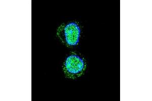 Confocal immunofluorescent analysis of HOXA10 Antibody (Center) (ABIN654234 and ABIN2844067) with HepG2 cell followed by Alexa Fluor 488-conjugated goat anti-rabbit lgG (green). (HOXA10 抗体  (AA 244-271))