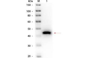 Western Blot of Goat anti-Pepsin Antibody Biotin Conjugated. (Pepsin 抗体  (Biotin))