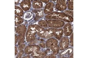 Immunohistochemical staining of human kidney with CNTN5 polyclonal antibody  shows strong cytoplasmic positivity in tubular cells at 1:50-1:200 dilution. (Contactin 5 抗体)