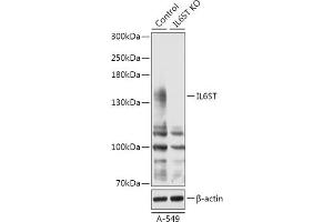 Western blot analysis of extracts from normal (control) and IL6ST knockout (KO) A-549 cells, using IL6ST antibody (ABIN7268004) at 1:1000 dilution.
