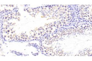 Detection of PCDH15 in Mouse Testis Tissue using Polyclonal Antibody to Protocadherin 15 (PCDH15) (PCDH15 抗体  (AA 45-270))