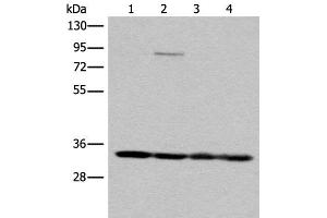 Western blot analysis of K562 HEPG2 231 and Jurkat cell lysates using MRPL1 Polyclonal Antibody at dilution of 1:350 (MRPL1 抗体)