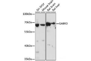 Western blot analysis of extracts of various cell lines using GABRD Polyclonal Antibody at dilution of 1:1000. (GABRD 抗体)