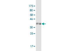 Western Blot detection against Immunogen (34. (MOBP 抗体  (AA 1-81))
