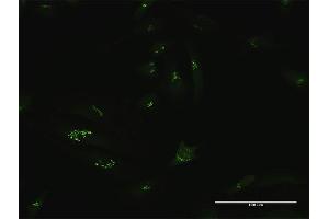 Immunofluorescence of purified MaxPab antibody to GCC1 on HeLa cell. (GCC1 抗体  (AA 1-775))