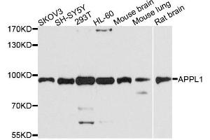 Western blot analysis of extracts of various cells，using APPL1 antibody. (APPL1 抗体)