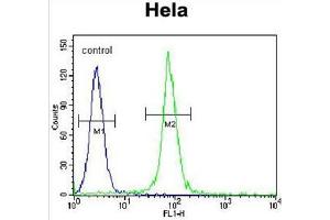 ADO Antibody (C-term) flow cytometric analysis of Hela cells (right histogram) compared to a negative control cell (left histogram). (ADO 抗体  (C-Term))