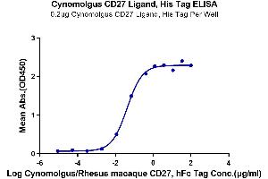Immobilized Cynomolgus CD27 Ligand, His Tag at 2 μg/mL (100 μL/well) on the plate. (CD70 Protein (AA 39-194) (His tag))