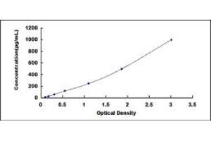Vascular Endothelial Growth Factor 189 (VEGF189) ELISA Kit