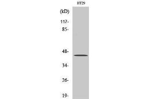 Western Blot (WB) analysis of HT29 cells using TGFbeta1 Polyclonal Antibody. (TGFB1 抗体  (C-Term))