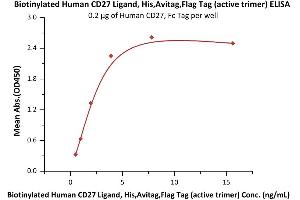 Immobilized Human CD27, Fc Tag (ABIN2180735,ABIN2180734) at 2 μg/mL (100 μL/well) can bind Biotinylated Human CD27 Ligand, His,Avitag,Flag Tag (active trimer) (MALS verified) (ABIN6951035,ABIN6952257) with a linear range of 0. (CD70 Protein (AA 52-193) (His tag,AVI tag,DYKDDDDK Tag,Biotin))