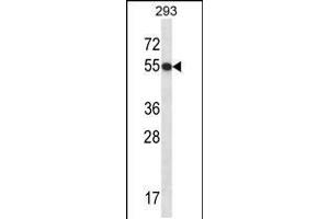 Western blot analysis in 293 cell line lysates (35ug/lane). (GTF2E1 抗体  (N-Term))
