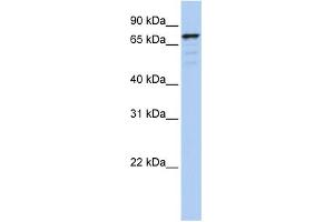WB Suggested Anti-GOLGA5 Antibody Titration:  0. (GOLGA5 抗体  (N-Term))