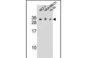 C1QL4 Antibody (N-term) (ABIN655459 and ABIN2844988) western blot analysis in MCF-7,MDA-M,HL-60 cell line lysates (35 μg/lane). (C1QL4 抗体  (N-Term))