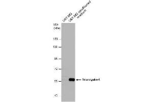 WB Image U87-MG whole cell extract and conditioned medium (30 μg) were separated by 7. (Neuregulin 1 抗体)