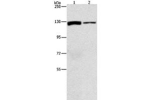 Western Blot analysis of A172 and PC3 cell using ACLY Polyclonal Antibody at dilution of 1:1050 (ACLY 抗体)