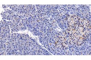 Detection of PDGF BB in Porcine Pancreas Tissue using Polyclonal Antibody to Platelet Derived Growth Factor BB (PDGF BB) (PDGF-BB Homodimer (AA 82-190) 抗体)
