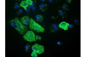 Anti-RASSF1 mouse monoclonal antibody (ABIN2454272) immunofluorescent staining of COS7 cells transiently transfected by pCMV6-ENTRY RASSF1 (RC213525). (RASSF1 抗体)