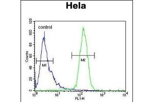 CLEC2B Antibody (Center) (ABIN650966 and ABIN2840012) flow cytometric analysis of Hela cells (right histogram) compared to a negative control cell (left histogram). (CLEC2B 抗体  (AA 59-86))