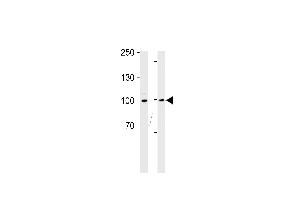 Western Blotting (WB) image for anti-Ribosomal Protein S6 Kinase, 90kDa, Polypeptide 3 (RPS6KA3) (AA 13-42), (N-Term) antibody (ABIN5531921)