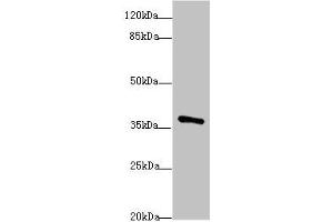 Western blot All lanes: POU4F3antibody at 1. (POU4F3 抗体  (AA 1-180))