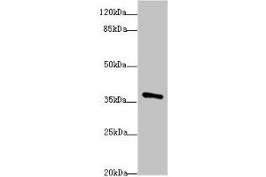 POU4F3 anticorps  (AA 1-180)